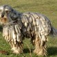 puesto 13
perro de bergamasco