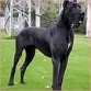 dogo aleman
