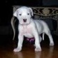 dogo argentino