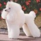caniche