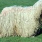 el perro mas peludo del mundo es el komondor