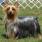 puesto 7
australian skye terrier