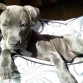 ISIS - BLUE STAFFY 02