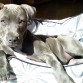 ISIS - BLUE STAFFY 01