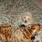 junior de cachorrin con su tigre