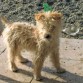 hermosooooooooo
el perrito