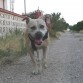 Llegando del paseo con la lengua fuera.