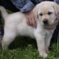 hermoso labrador