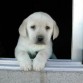 pequeño labrador en una ventana