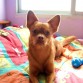 este es mi perro... se llama leo y es lo mejor que me a pasaoo!!