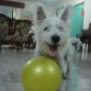 jugando con la pelota