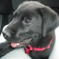 lucky en el coche