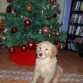 En Navidad muy seria con su arbol