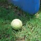 La pelota de tenis favorita de Tayra
