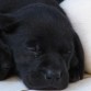 Esta es mora la cria de emma mi perrita es re linda mora esta muy chocha en la casa juega con todos los cachorritos en mi¡uy jugetona y destrulle lo que encuentra en la casa y tambien por momentos es muy cariñosa y tranquila.

                                       bye 