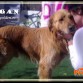 Morgan, golden reriever.
adopta@progolden.es