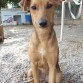 Es una perrita de tamaño pequeño muy simpática y juguetona, le encanta que la cojan en brazos y que la mimen. Es un encanto, todo un solete en adopción.
 
La echaron por encima de la valla un sábado que estabamos los voluntarios limpiando el refugio por dentro, no nos dimos cuenta hasta que oímos a los perros ladrar, y cuando salimos a ver quién habia sido, no encontramos a nadie. Dejaron a la pobre perrita con un collar y una correa acabados de comprar.
 
Referencia: AG-03470
 Fecha Nacimiento: 03/01/2009 
Sexo: Femenino
 Tamaño: Pequeño 
Estado: Disponible 
Entrada:2009-08-01
 Peso: 7Kg
 Esterilizada.
 
MÁS FOTOS DE MULÁN:
 http://www.protectoradecarcaixent.com/es/perros/ag-03470.html?PHPSESSID=pm8t8feb40506nld542ccgdj37
 
ADOPCIONES/ACOGIDAS 
Bea 647.68.96.40 beuchi1979@hotmail.com
 Selene 622.52.84.74 seleneribercan@hotmail.com
 Arantxa 654.56.15.72 arantxa1980_8@hotmail.com
 
Horario de recepción de llamadas de 11 a 14h y de 18 a 22h
 www.protectoradecarcaixent.com
 