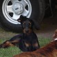 jugando con simon!
