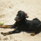 jugando en la arena con mi pelotita
