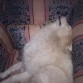 Valentín durmiendo en el sillón