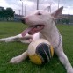 Hola tengo un Bull Terrier de un año y medio se llama Bison y esta que se monta los interesados escribanme al correo juliancharrisp@gmail.com. en Bogotá