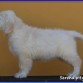 Charlotte (Serendipity Dog Charlotte)
www.SerendipityDog.es
Cria Responsable y Familiar del Golden Retriever