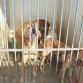 http://www.facebook.com/pages/Rescatemos-la-perrera-de-Playa-del-Carmen/119445381434511?ref=ts