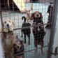 HAY MUCHOS COMO ESTOS QUE NECESITAN HOGAR URGENTE , ESTAN EN UN LUGAR DONDE NO SE LOS ATIENDE.SI HAY ALGUIEN INTERESADO POR FAVOR ESCRIBAN A ESTE EMAIL POR LOS PERRITOS DE ELENA. marian_casal@hotmail.com