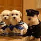 Estos perros amán Japón y se disfrazan de los uniformes de un colegio Japonés