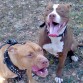 estos son los abuelos del zeus la kira 3 años y el tyson 1 añito MIS primeros pitbull 
