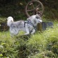 Toboe con 6 años disfrutando del río 