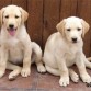 hermanos labradores