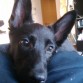 Esta foto es de los primeros dias en casa.. lo adoptamos en una protectora de Madrid, que los habian abandonado a el y a su hermano :(