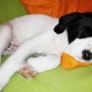 Ronnie 7 semanas
