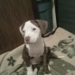 ruda