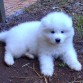 el perrito de nieve el samoyedo