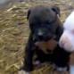 mi cachorrito com poquitos dias