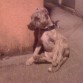 shenia ..me la robaron :/ asus 3 meses y medio :( de ah me compre a cherry :(