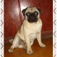 Sherlock Pug 6 meses