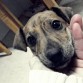 Shyva,me encanta la carita que tiene aqui jeje