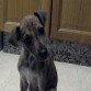 Shyva con 3 mesecitos,lafoto fue tomada el mismo día que la adopté