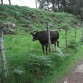 Y aquí les mostrare la vaca que Helios observaba ..en su tamaño original verían su mirada intimidadora