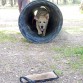 Iniciandose a Agility 8 meses