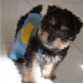i love my puppy and i am looking for some one who will give her care and much love to the puppy , the puppy is out for adoption just contact:linda.carine@hotmail.com