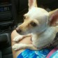 2011 de camino al Purina Dog Show