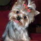 yorkshire terrier toy