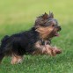 Yorkie