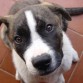 Esta foto es del día que llegó a casa. Desde el primer momento hubo una gran conexión. Sólo hay que ver esa mirada directa, llena de confianza y amor, que desde el primer momento mostró con certeza lo que ha sido: el mejor compañero de estos últimos 7 años.