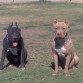 Paseando por el parque