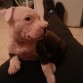 Sira , amstaff blue :)